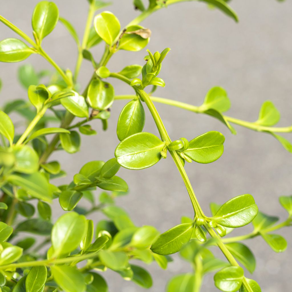 Isopuksipuu Betterbuxus Babylon Beauty