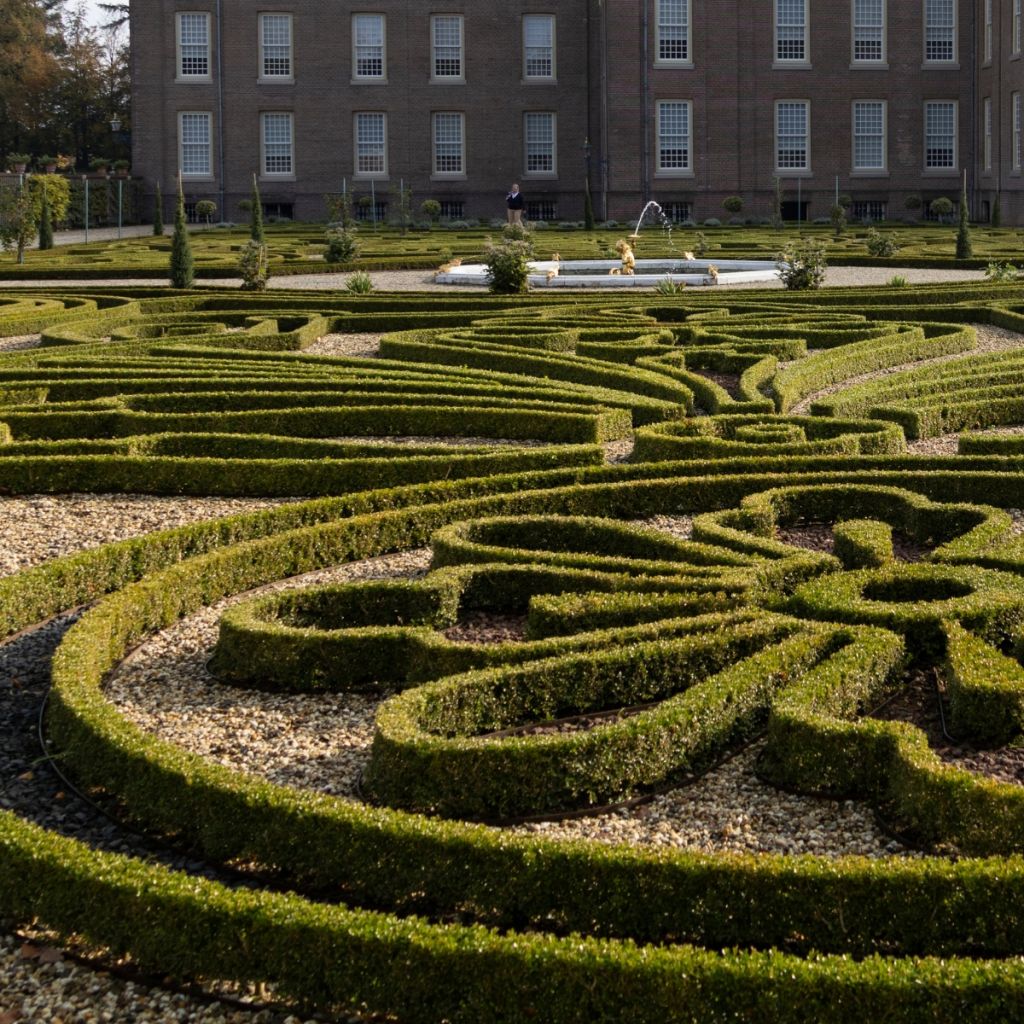 Isopuksipuu Betterbuxus Babylon Beauty