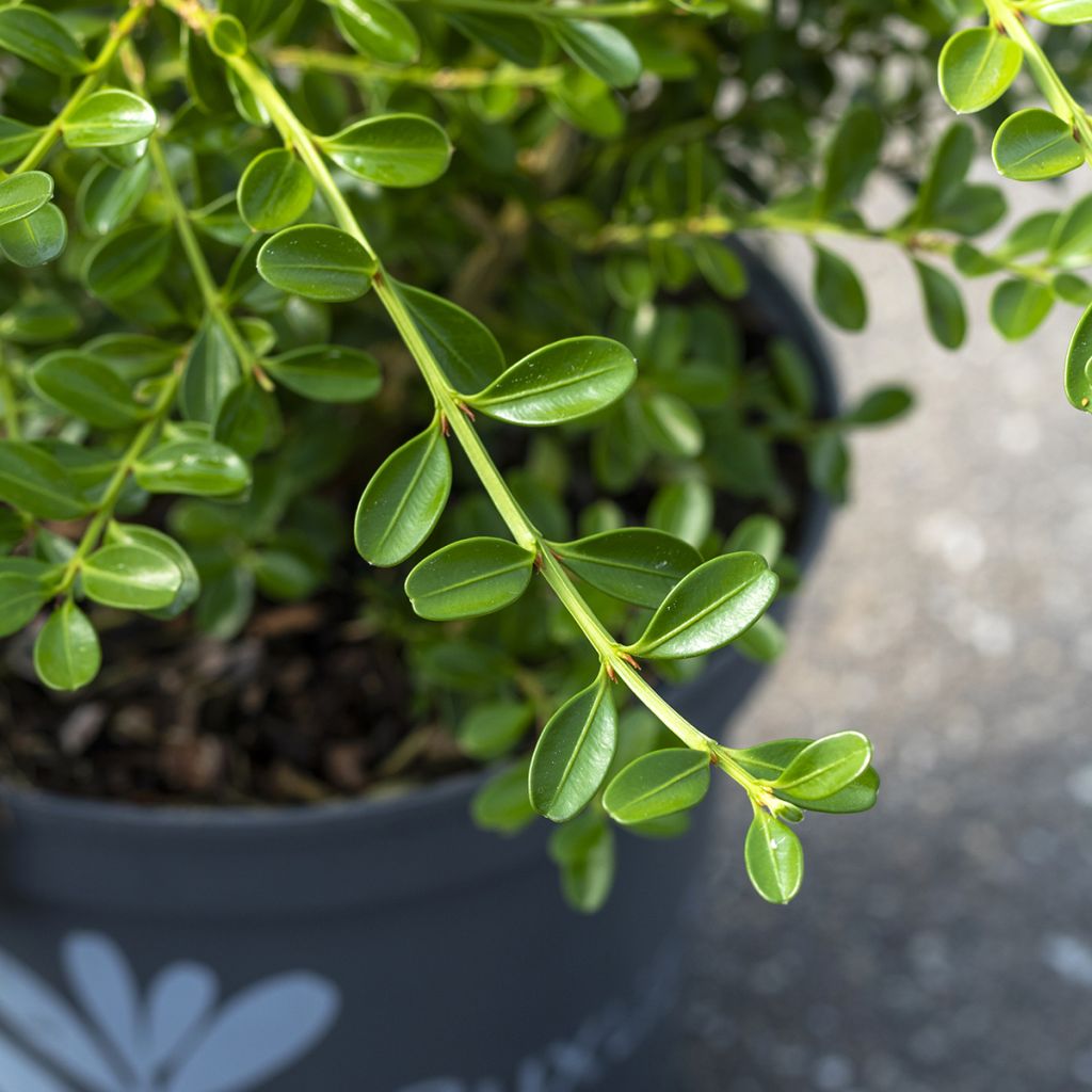 Isopuksipuu Betterbuxus Renaissance