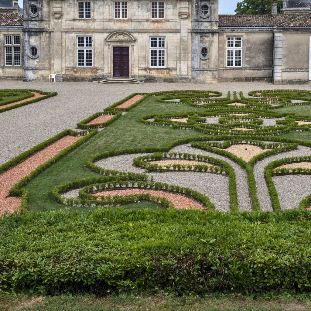 Isopuksipuu Betterbuxus Renaissance