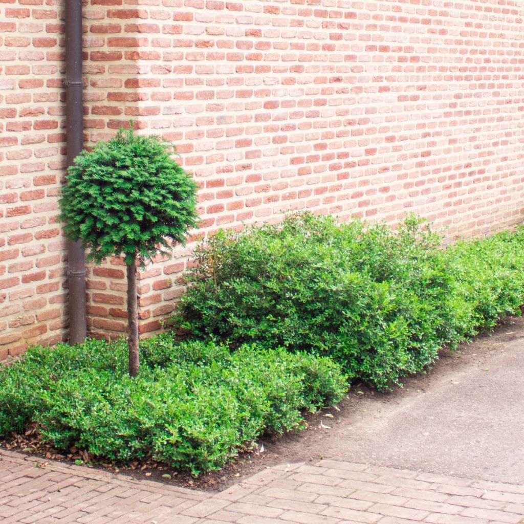 Isopuksipuu Betterbuxus Skylight