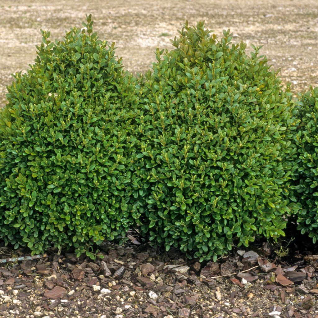 Isopuksipuu - Buxus sempervirens