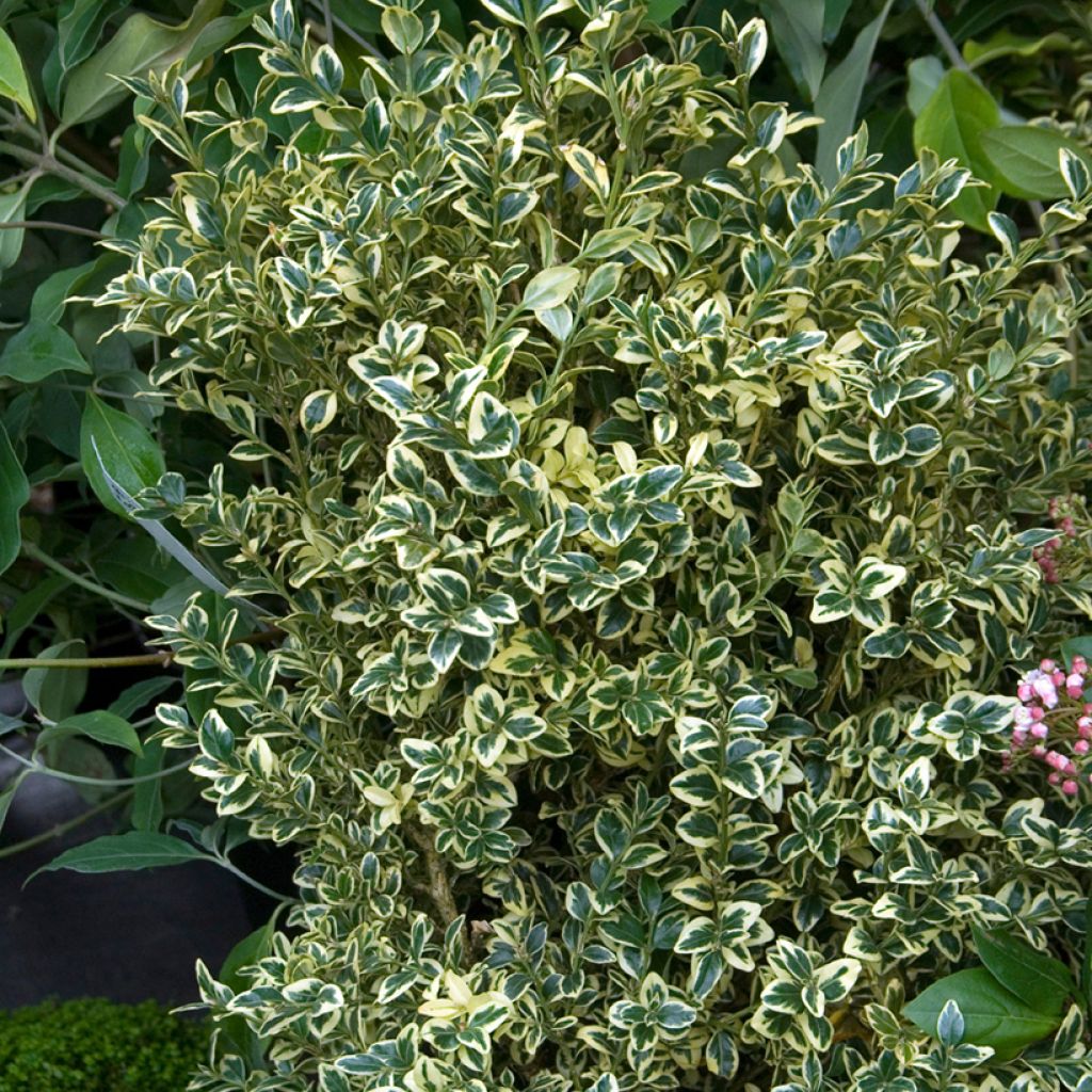 Isopuksipuu Elegans