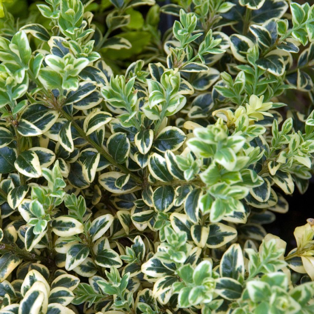 Isopuksipuu Elegans