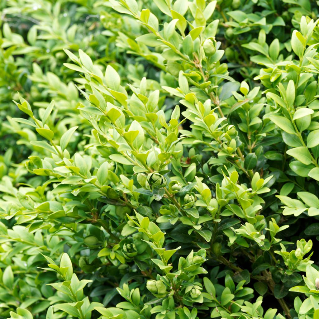 Isopuksipuu Suffruticosa