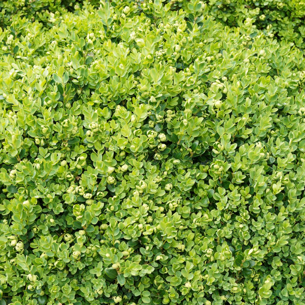 Isopuksipuu Suffruticosa