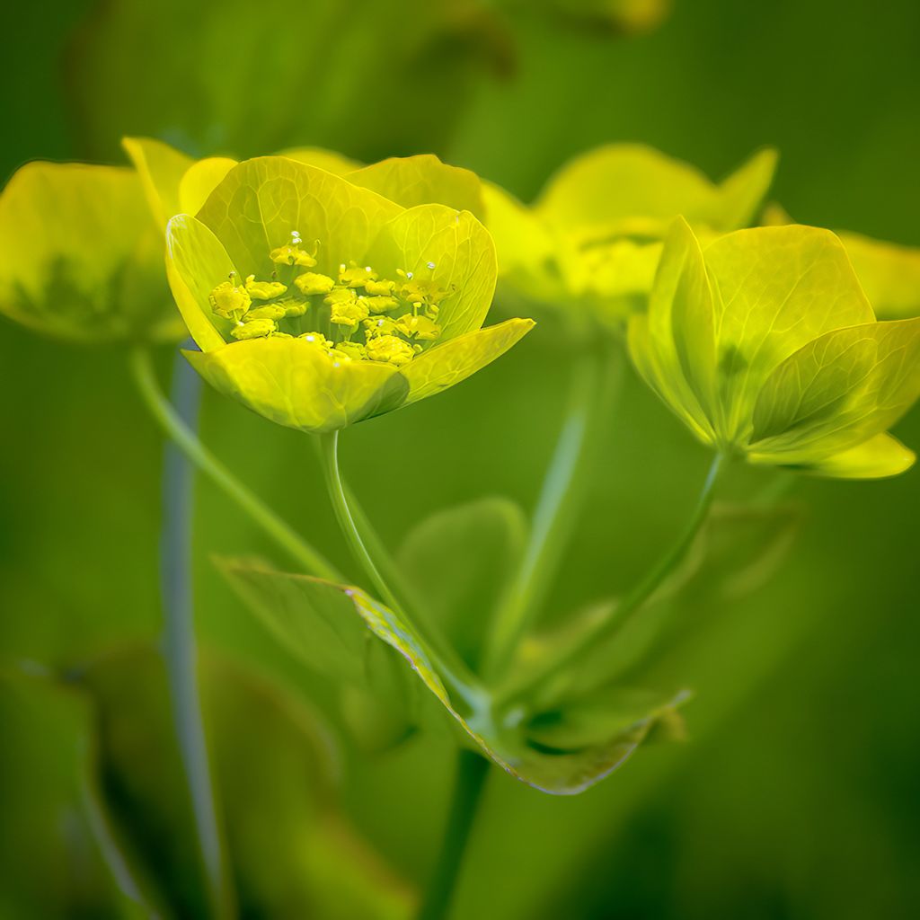 Kielijänönputki Aureum