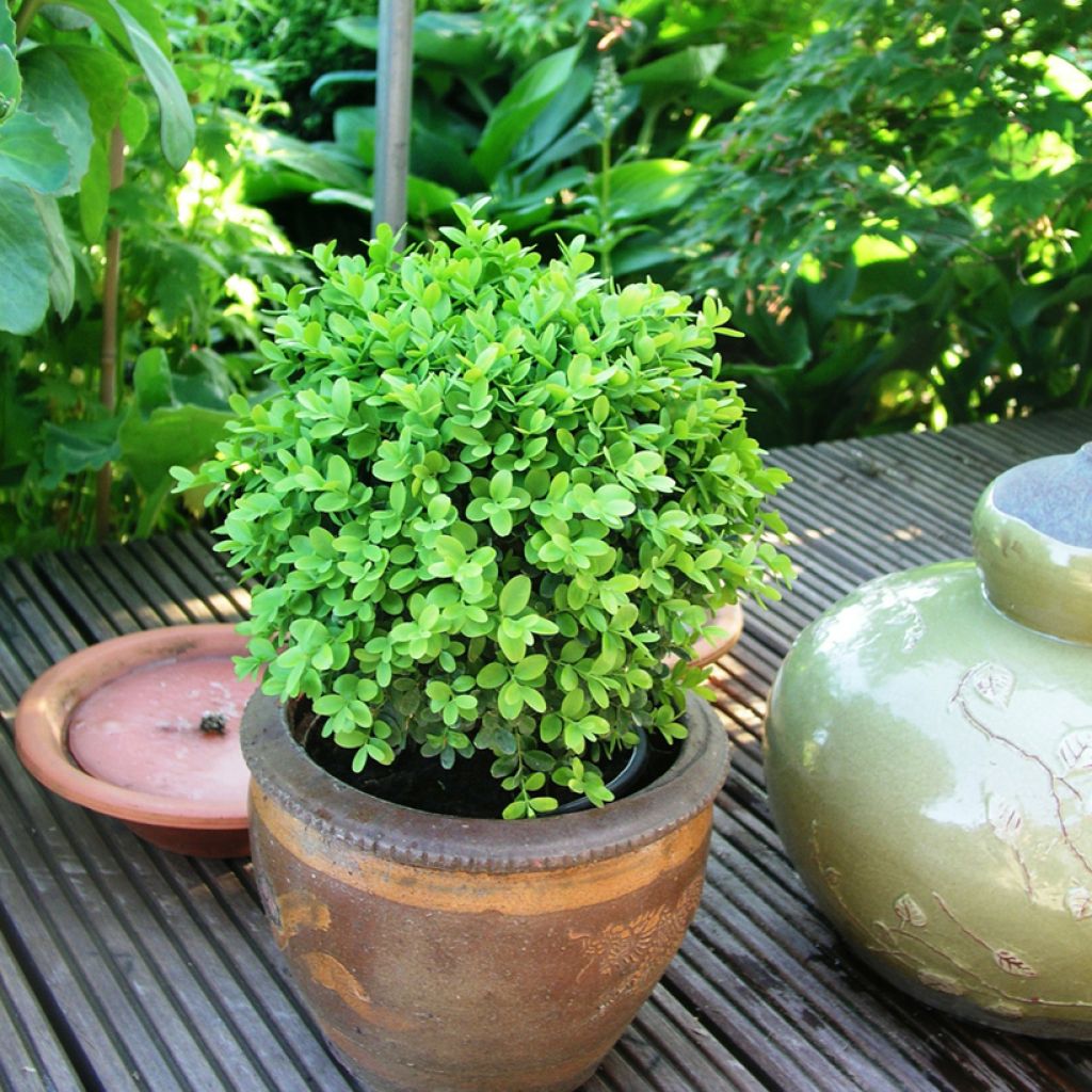 Isopuksipuu Arborescent