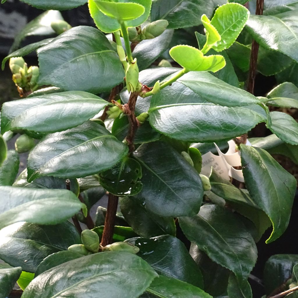 Kamelia de Higo Fuji