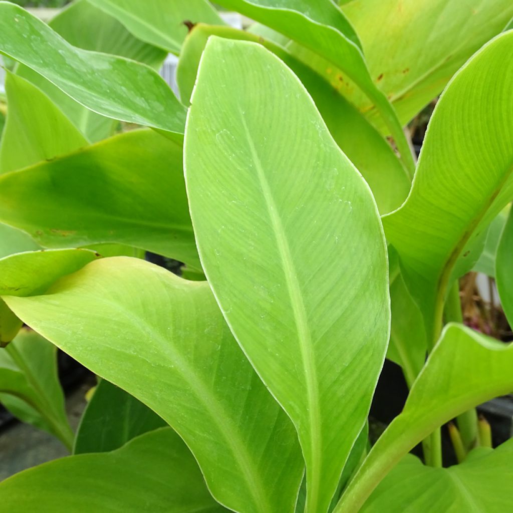 Tarhakanna - Canna edulis
