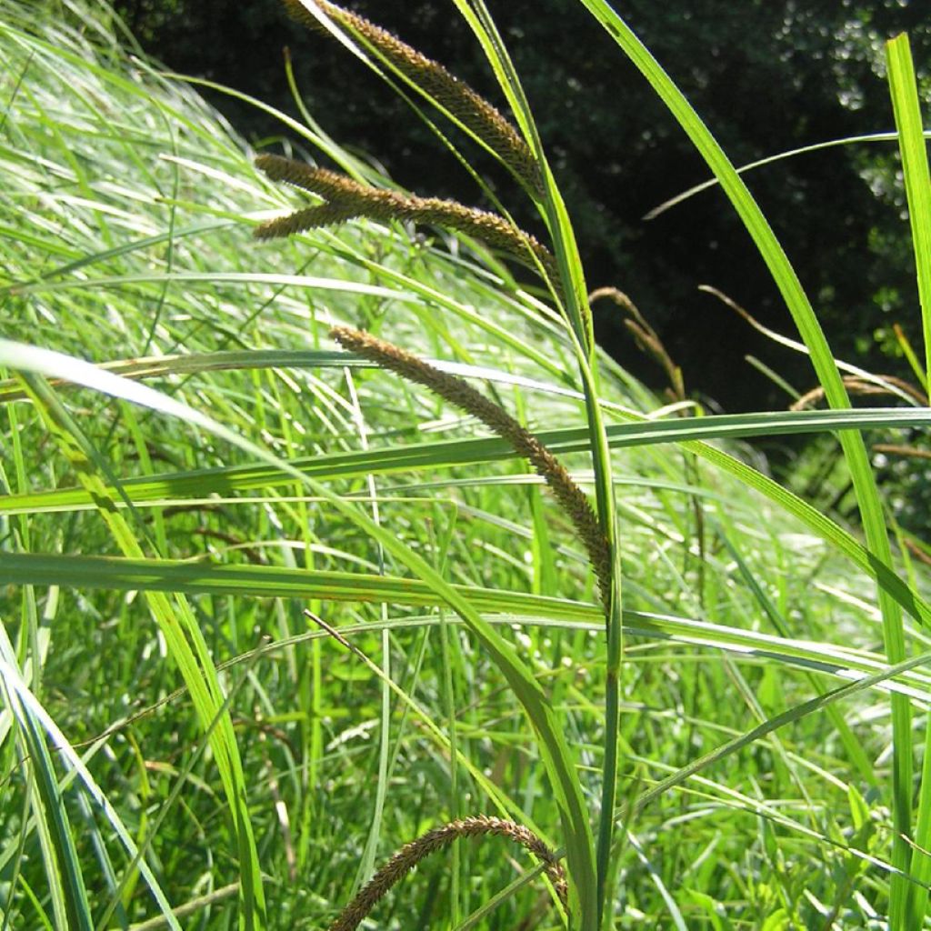 Viiltosara - Carex acuta