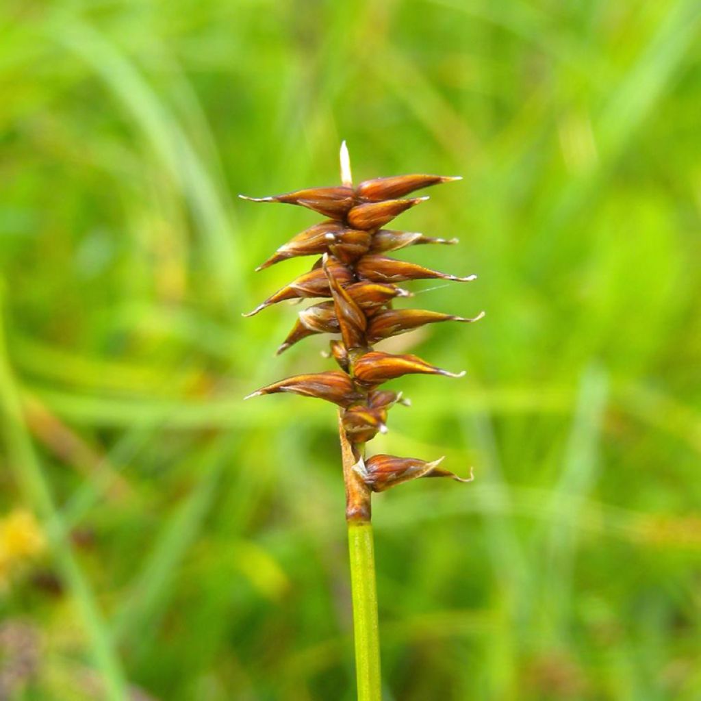 Sara - Carex davalliana