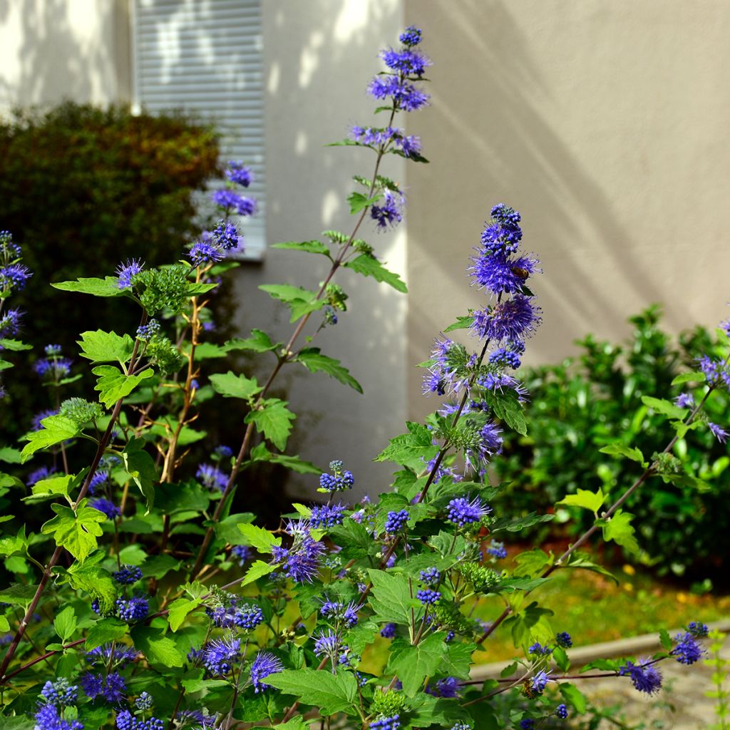 Jalorautaoksa Kew Blue