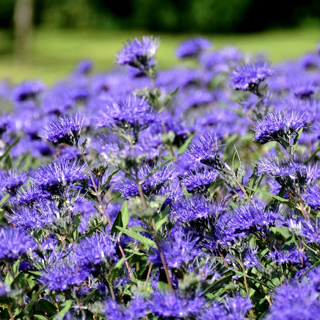 Jalorautaoksa Kew Blue