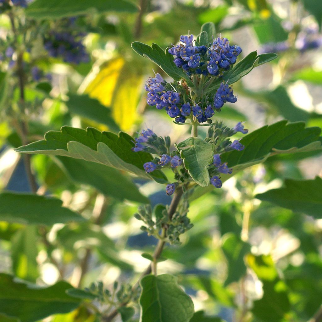 Jalorautaoksa Kew Blue
