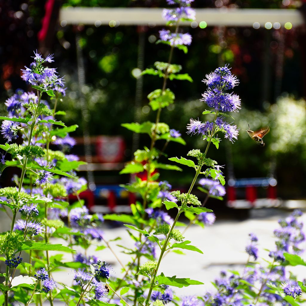 Jalorautaoksa Kew Blue