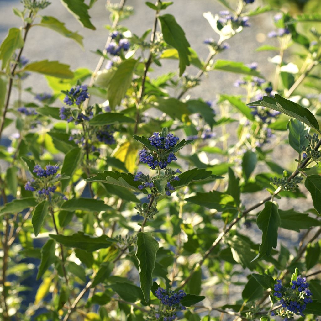 Jalorautaoksa Kew Blue