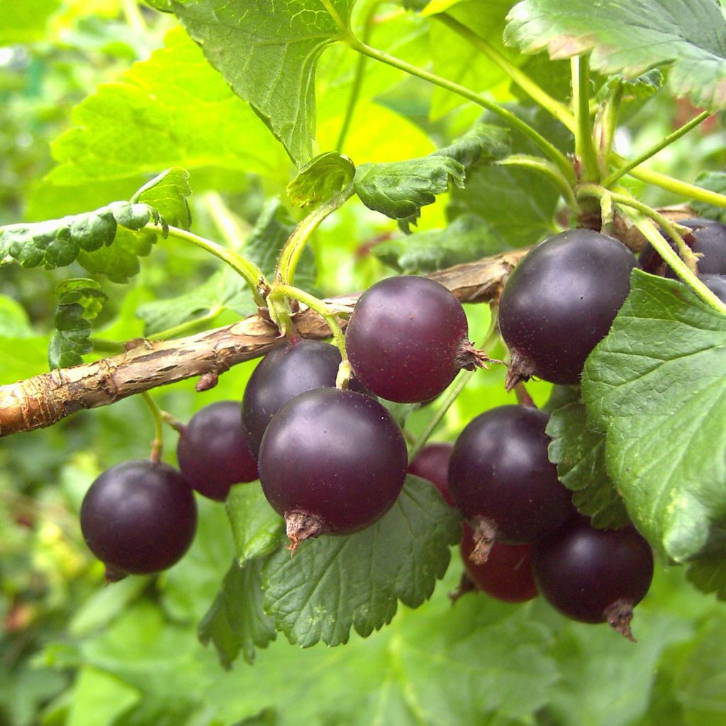 Herukka ConfiBerry Jofruti