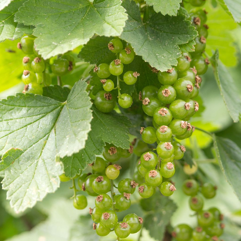 Mustaherukka Cassissima Green Life