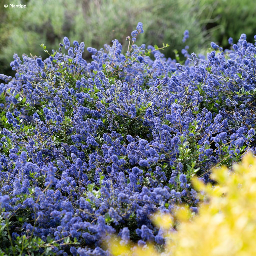 Sinipensas Pacific Wave