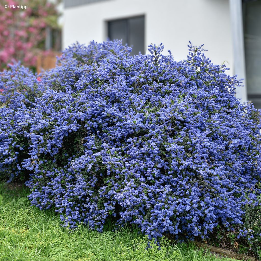 Sinipensas Pacific Wave