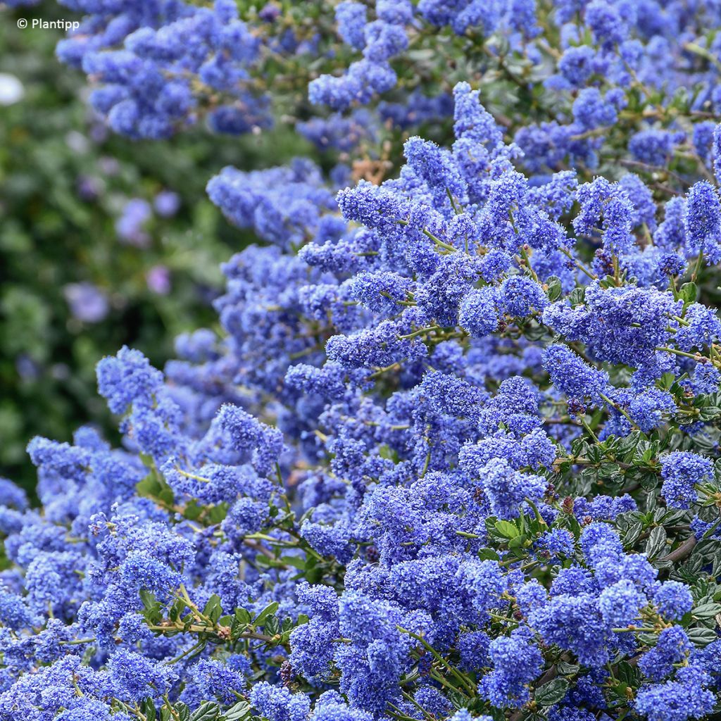 Sinipensas Pacific Wave