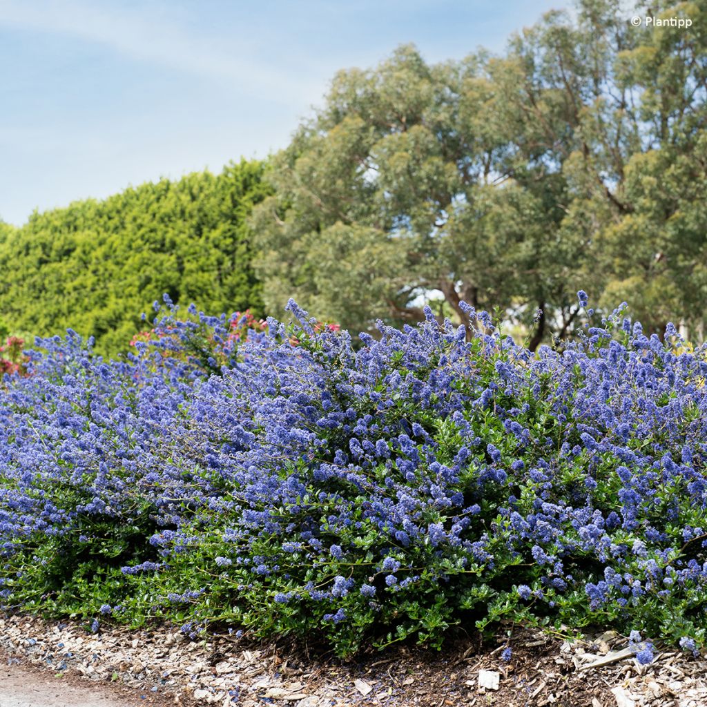 Sinipensas Pacific Wave