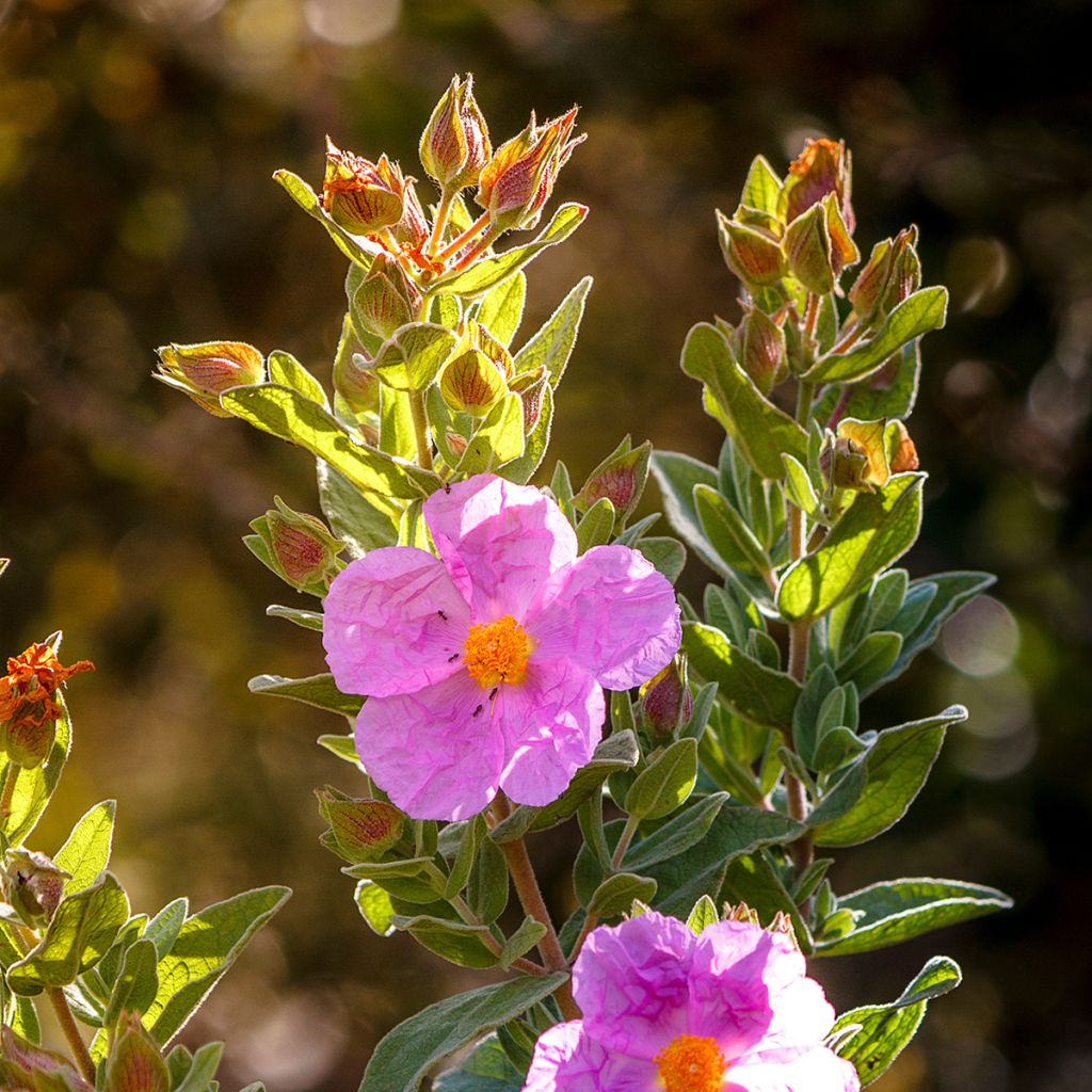 Ruusukistus - Cistus albidus