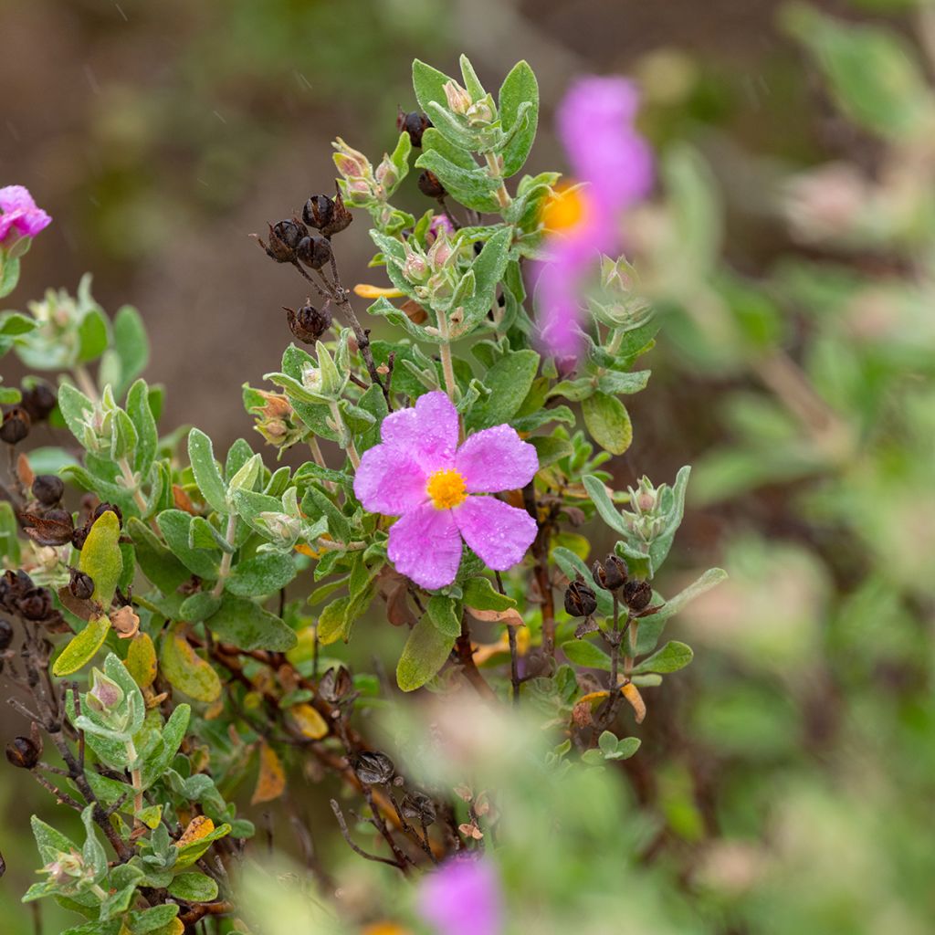 Ruusukistus - Cistus albidus