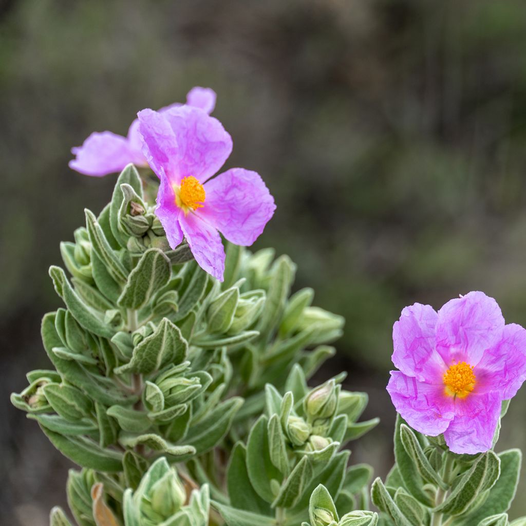Ruusukistus - Cistus albidus