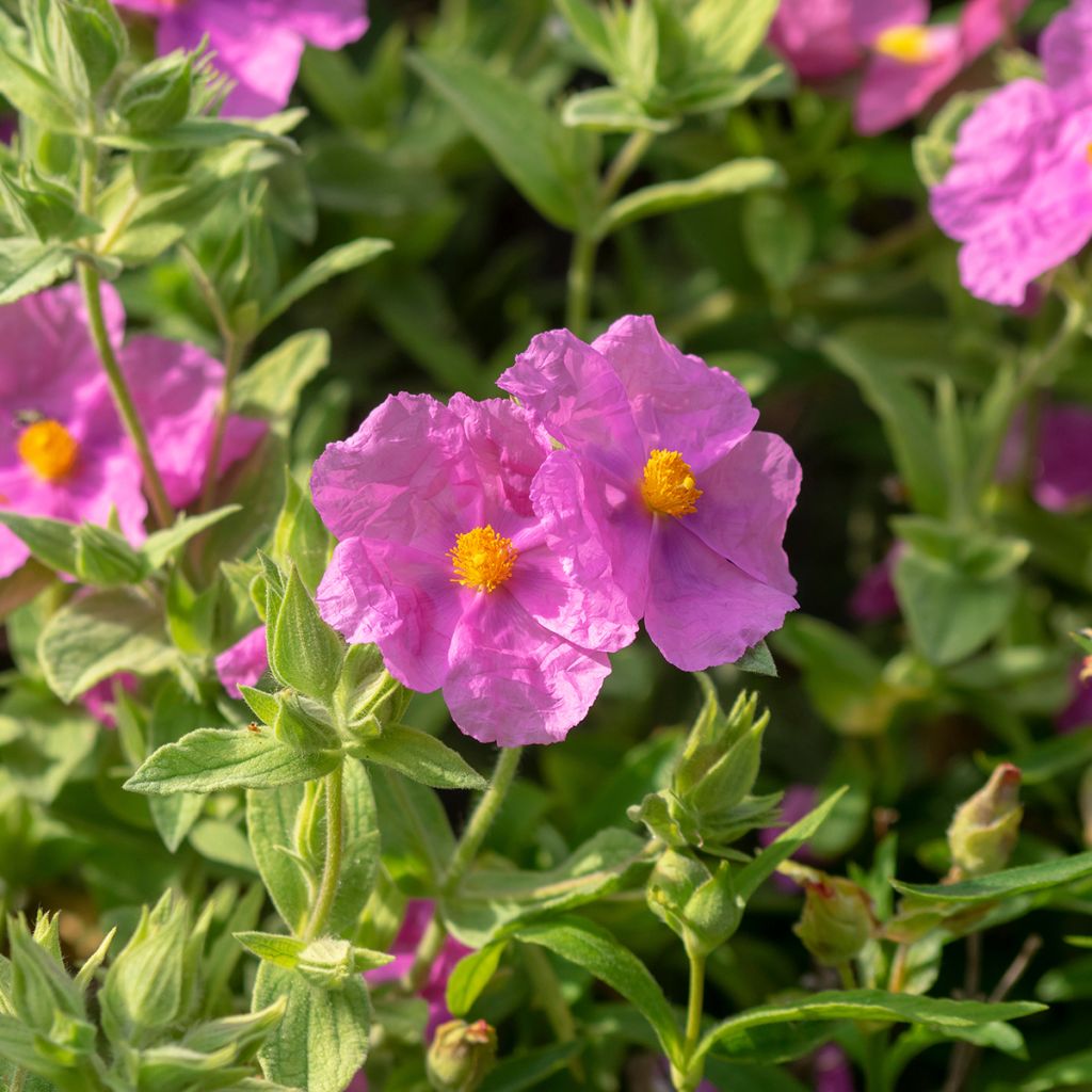 Ruusukistus - Cistus albidus