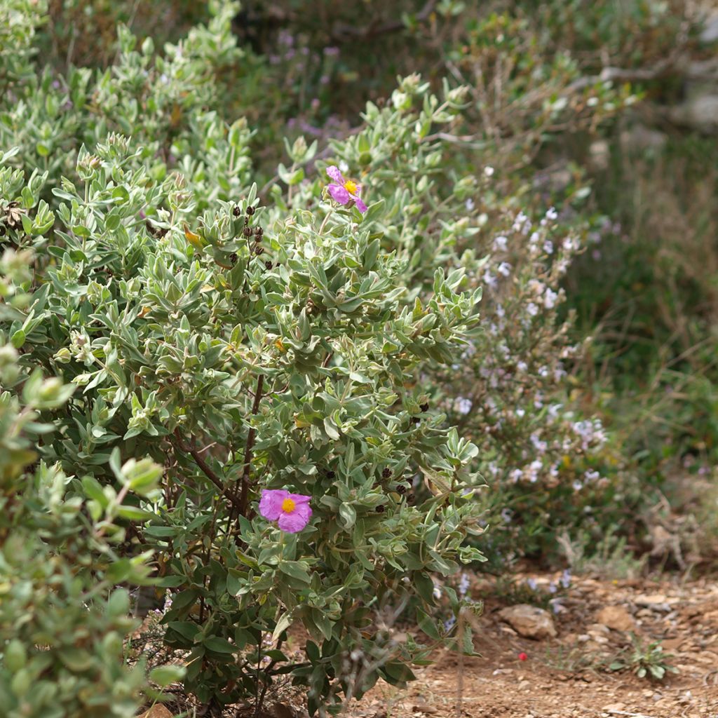 Ruusukistus - Cistus albidus