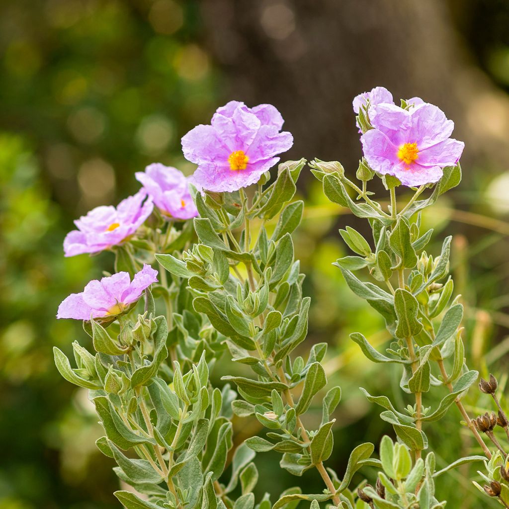 Ruusukistus - Cistus albidus