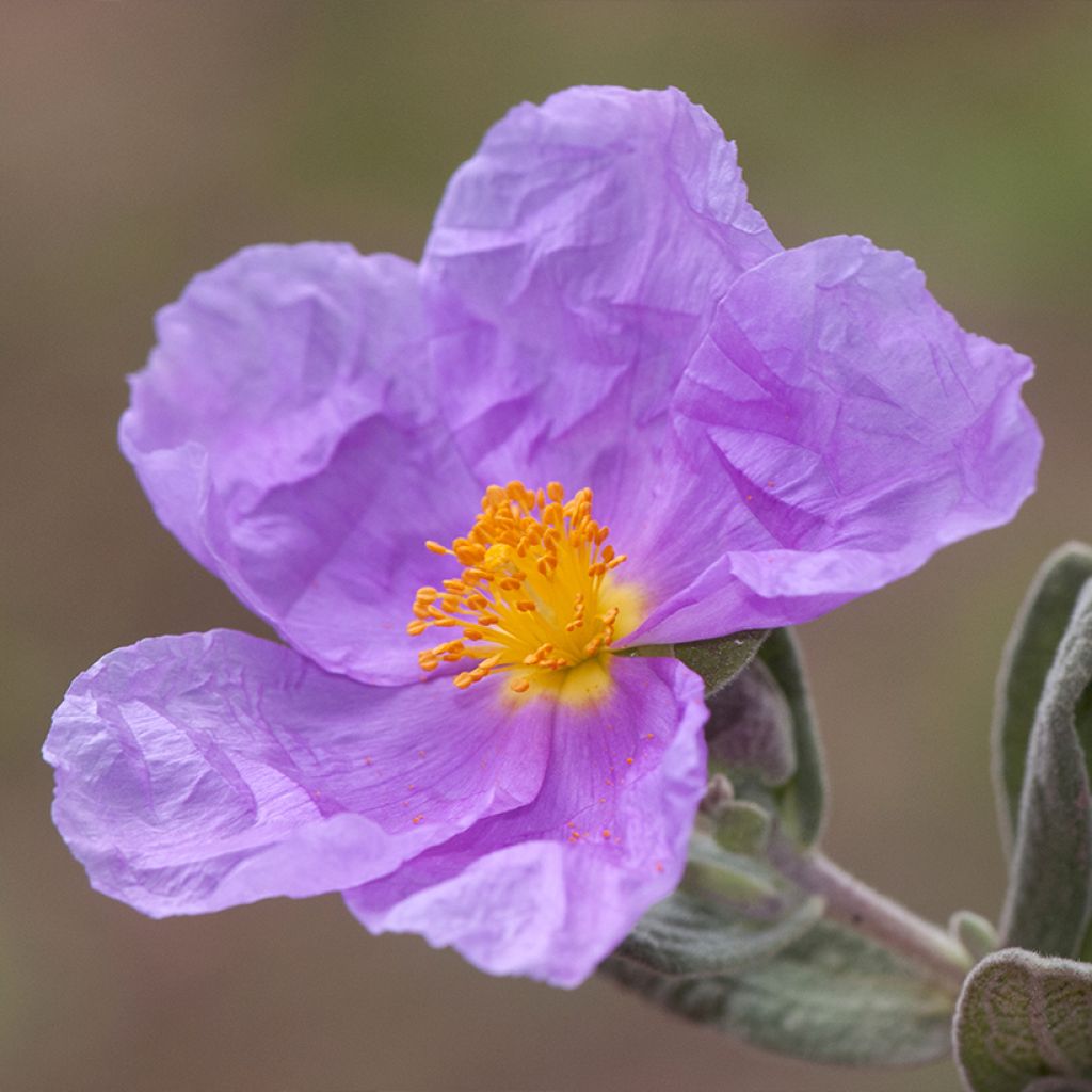 Ruusukistus - Cistus albidus