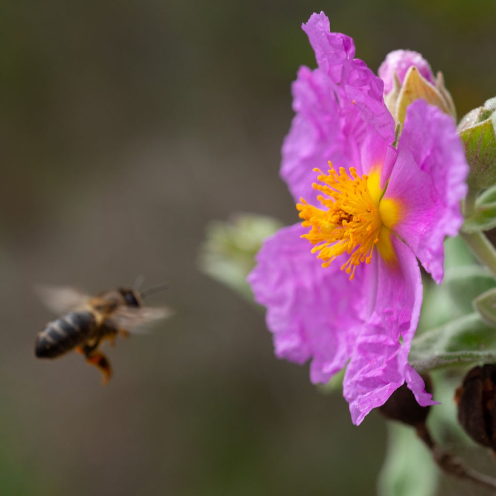 Ruusukistus - Cistus albidus