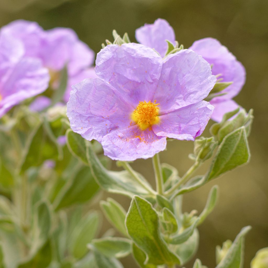 Ruusukistus - Cistus albidus