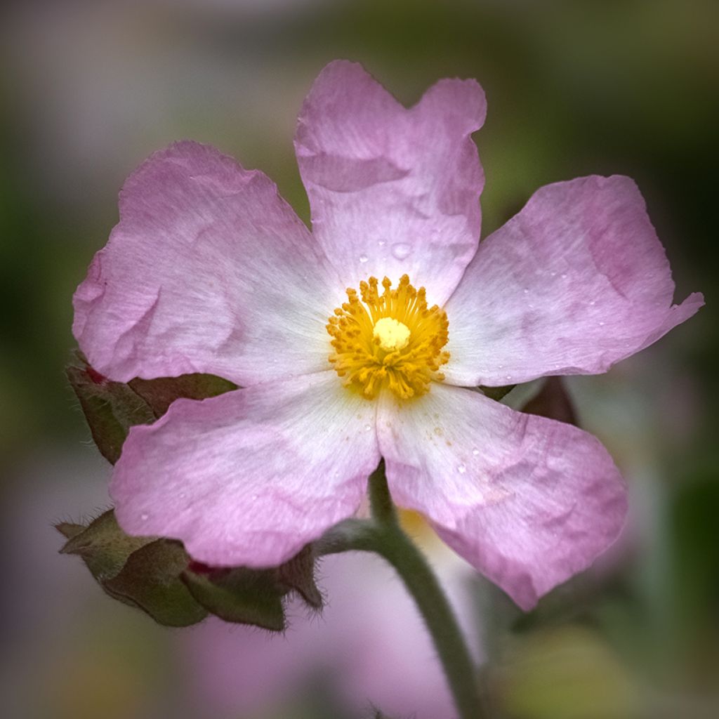 Kistus Grayswood Pink