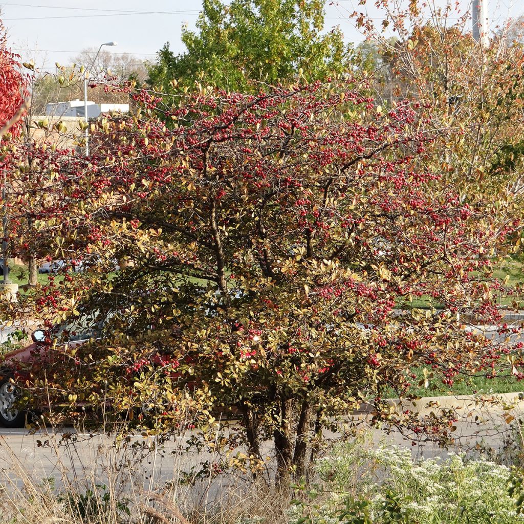 Loisto-orapihlaja - Crataegus crus-galli