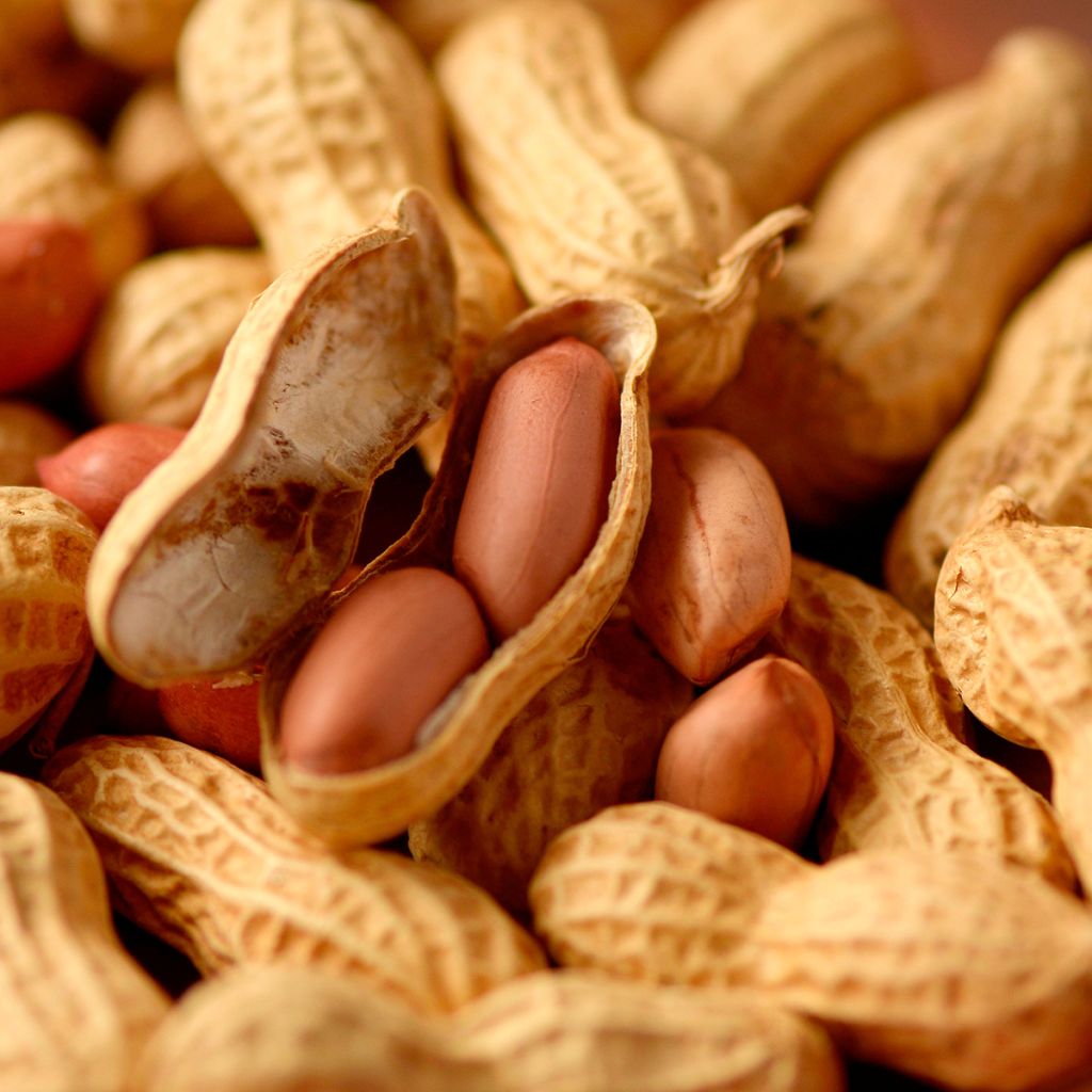 Maapähkinä - Arachis hypogaea