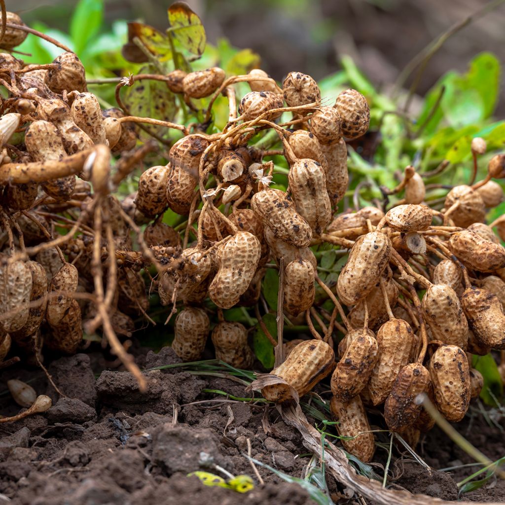 Maapähkinä - Arachis hypogaea