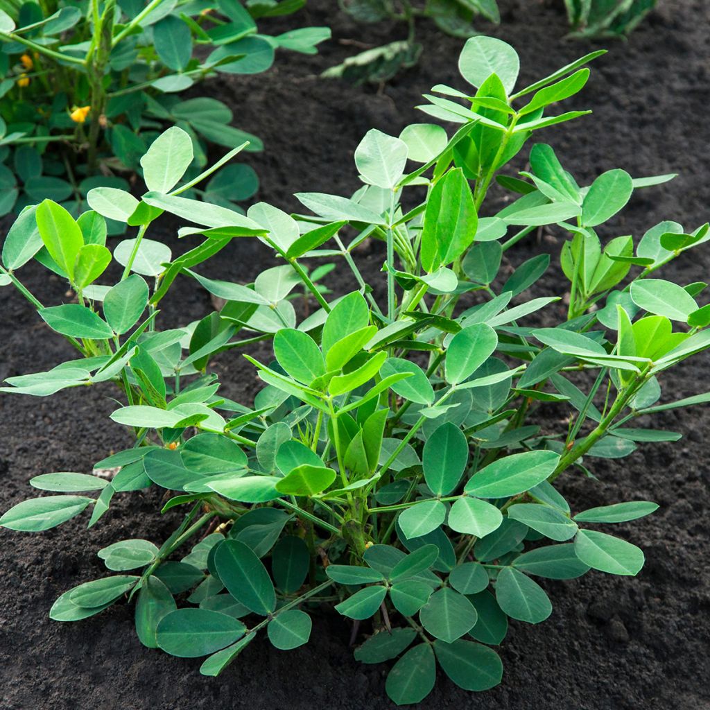 Maapähkinä - Arachis hypogaea
