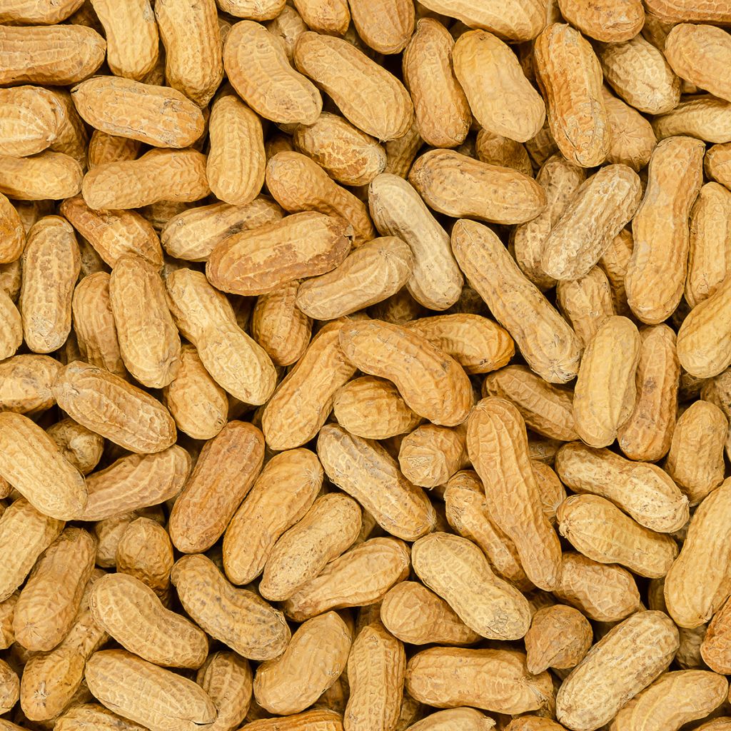 Maapähkinä - Arachis hypogaea