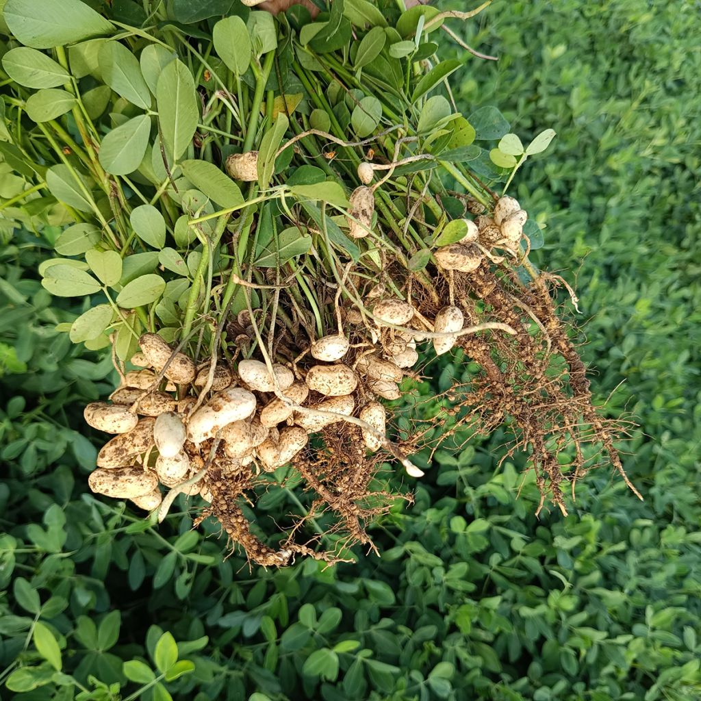 Maapähkinä - Arachis hypogaea