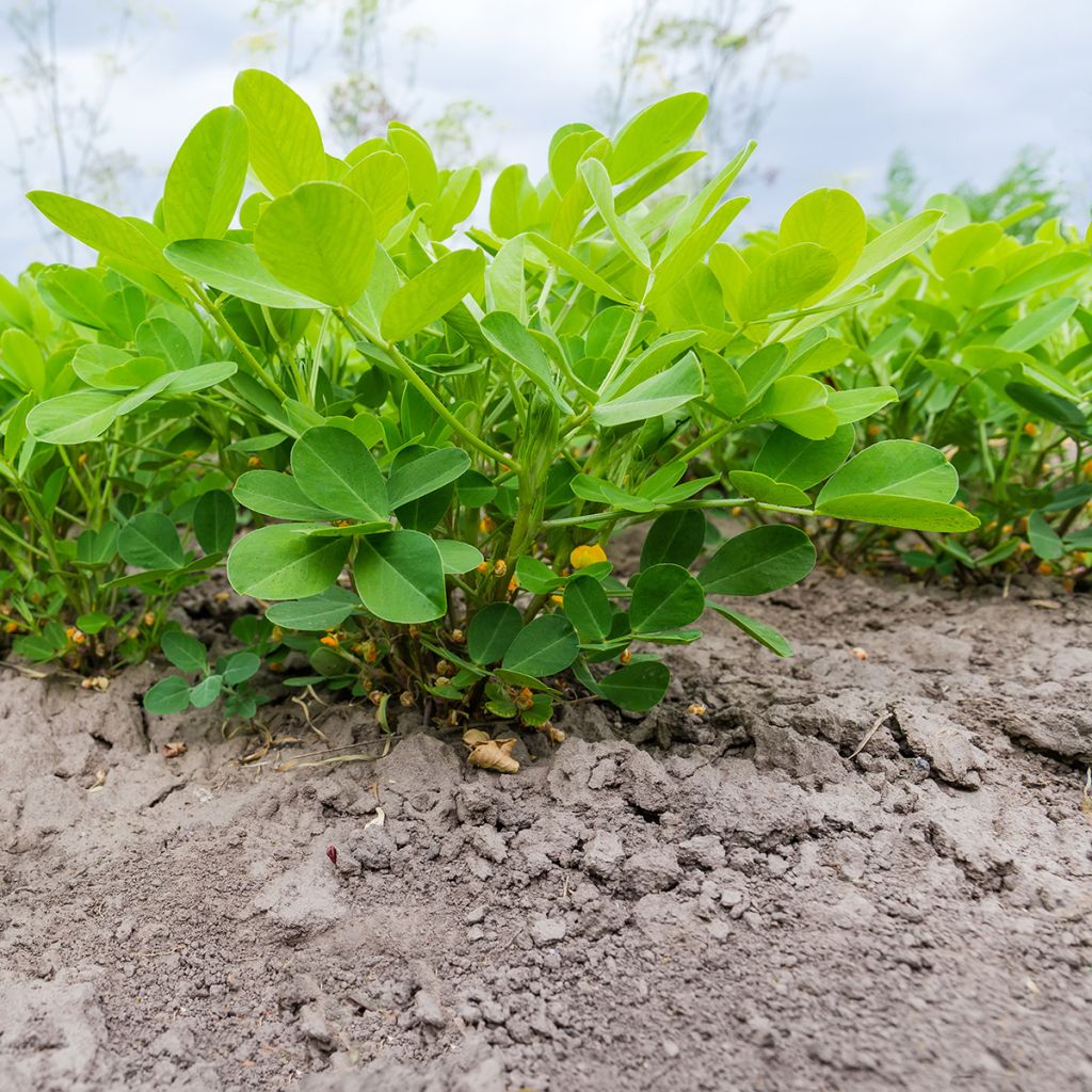 Maapähkinä - Arachis hypogaea