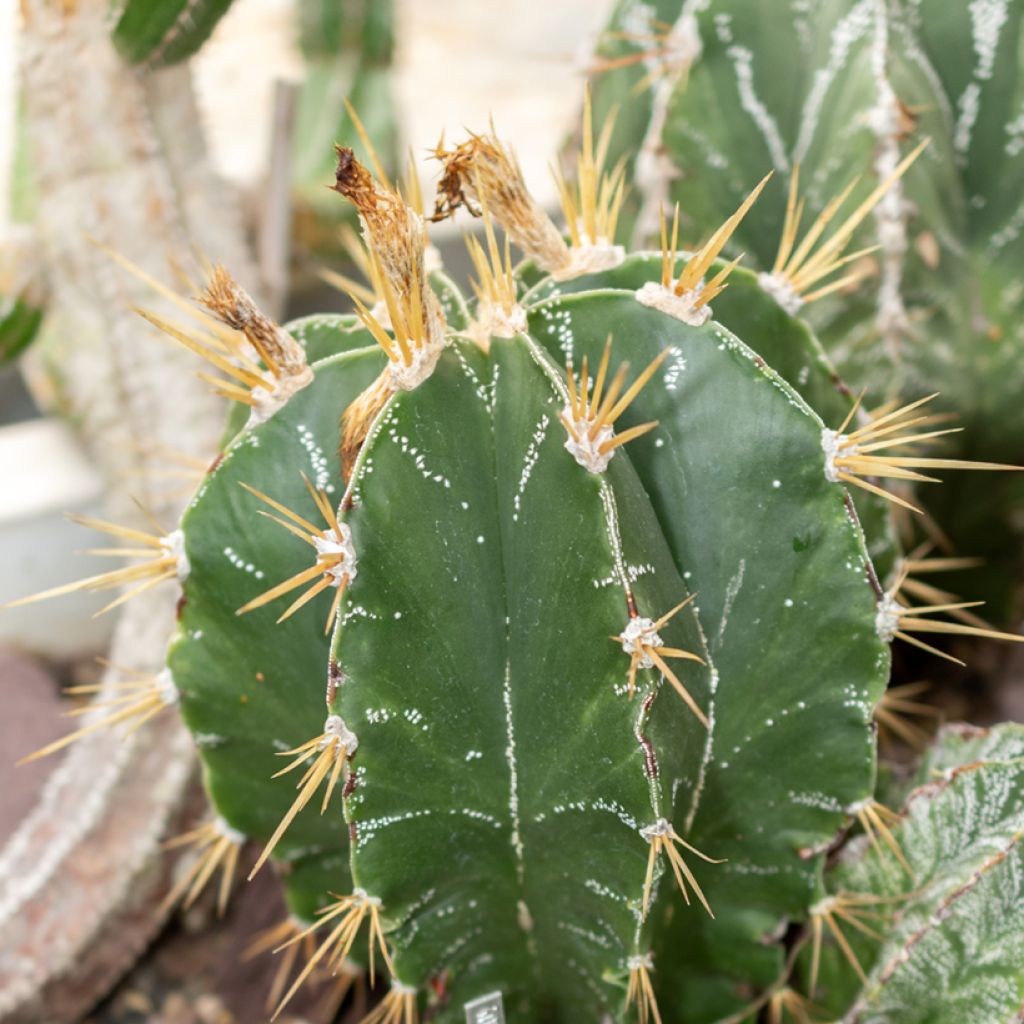 Tähtipiispanhattu - Astrophytum ornatum