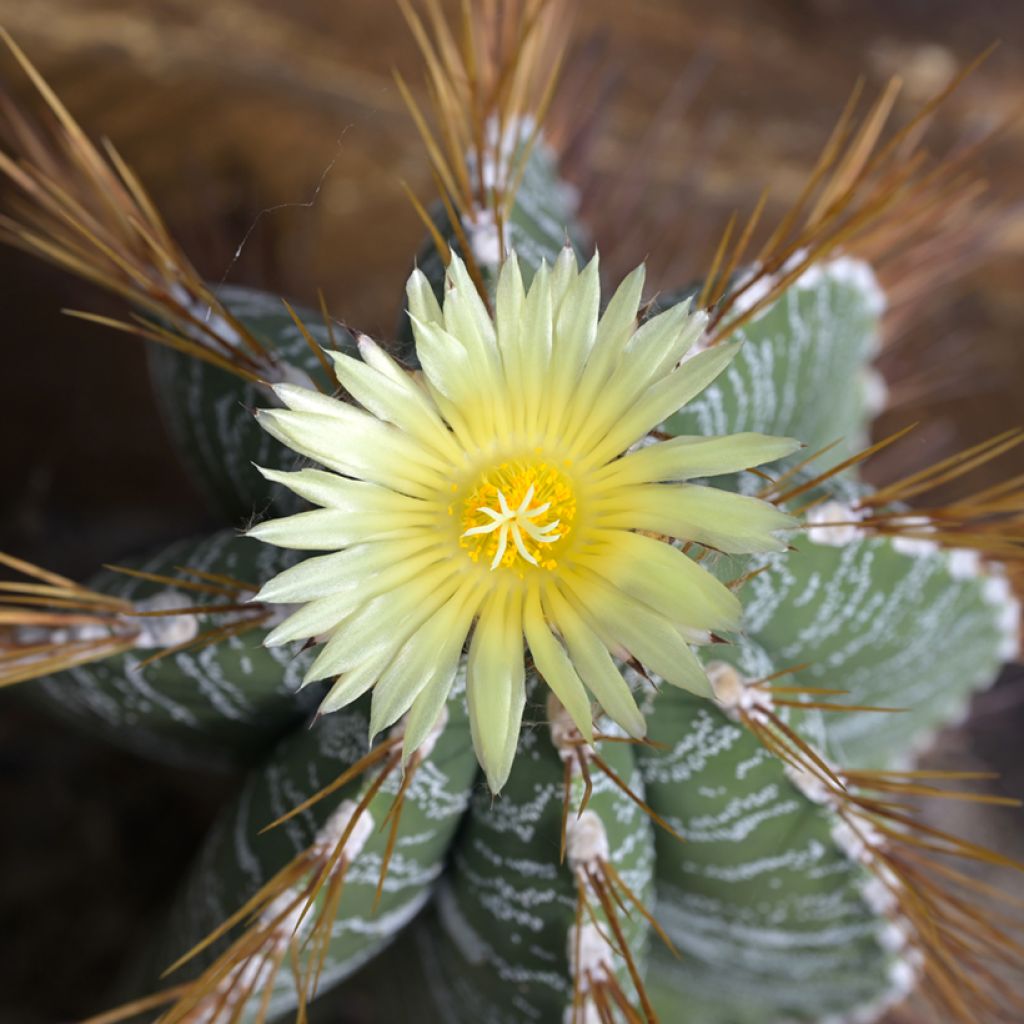 Tähtipiispanhattu - Astrophytum ornatum