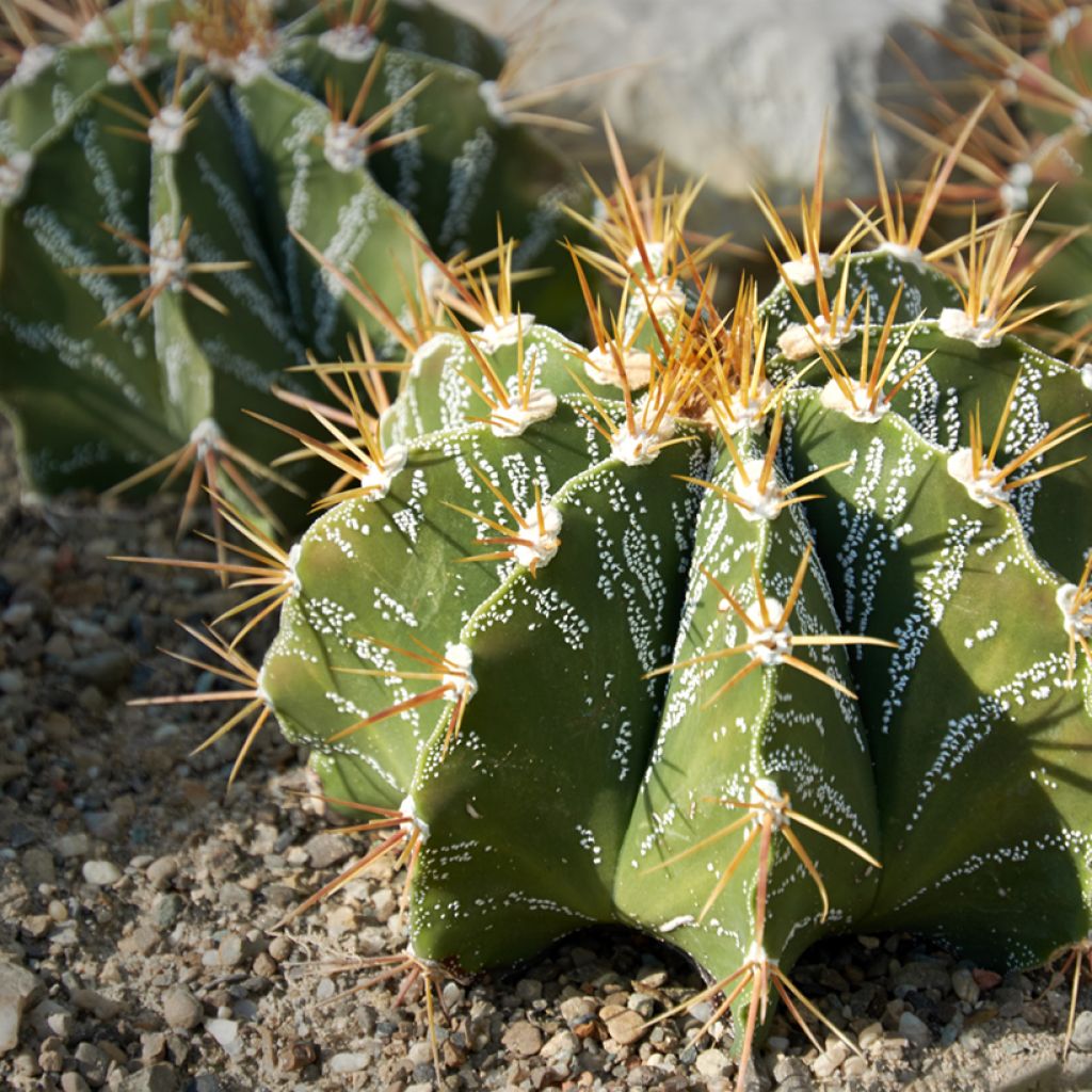 Tähtipiispanhattu - Astrophytum ornatum