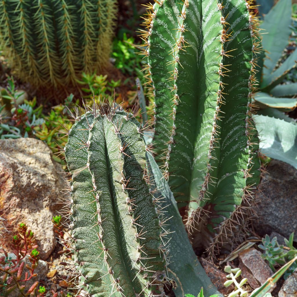 Tähtipiispanhattu - Astrophytum ornatum