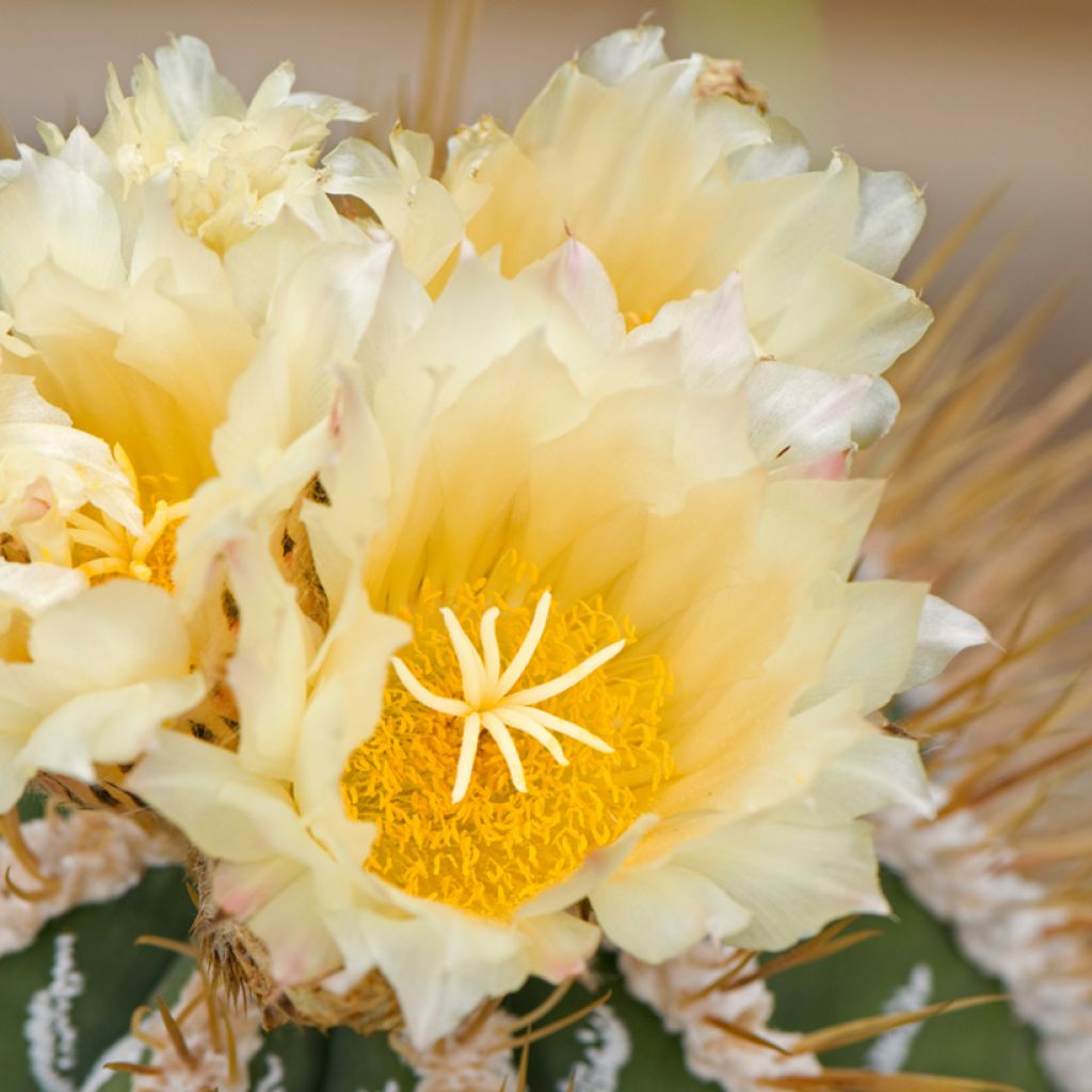 Tähtipiispanhattu - Astrophytum ornatum