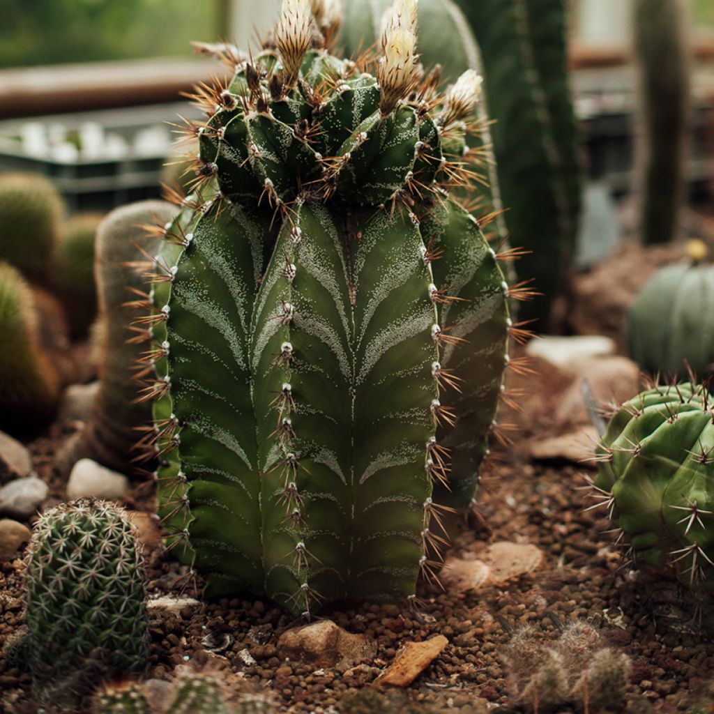 Tähtipiispanhattu - Astrophytum ornatum